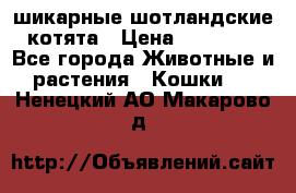 шикарные шотландские котята › Цена ­ 15 000 - Все города Животные и растения » Кошки   . Ненецкий АО,Макарово д.